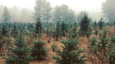 Christmas trees in the mist