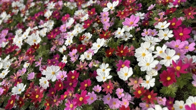 Cosmos flowers in the Jones greenhouse in the spring