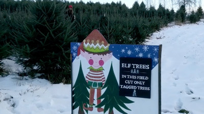 Elf tree sign and designated area