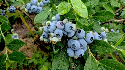 jones-family-farms-blueberries-2018