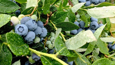 blueberries on the vine