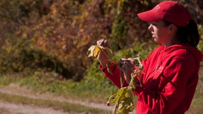 Teaching about Pumpkin Plants