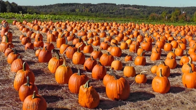 fields of pumkins ready for harvest