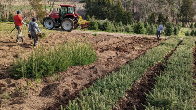 planting Christmas trees