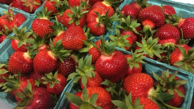 jones-family-farms-strawberries