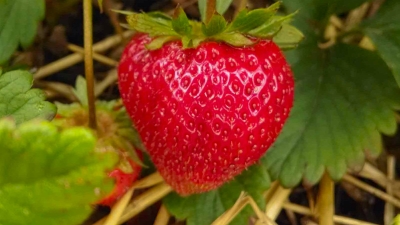 strawberry on the vine