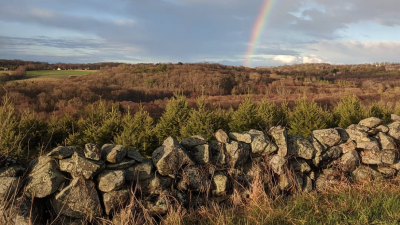 stone wall Christmas trees rainbow