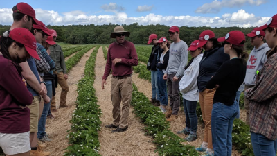 Strawberry crop school in spring