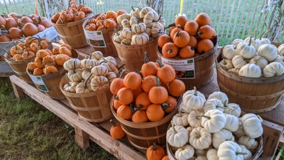 bushels of tiny pumpkins and squash