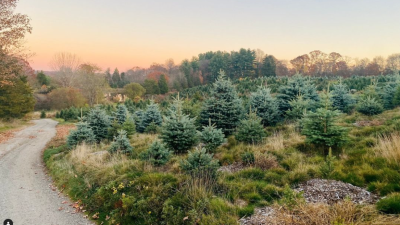 Christmas trees on hill over road