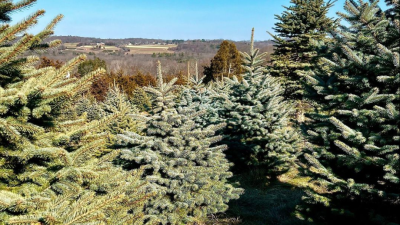 trees on the hill