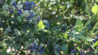 vines of ripening blueberries