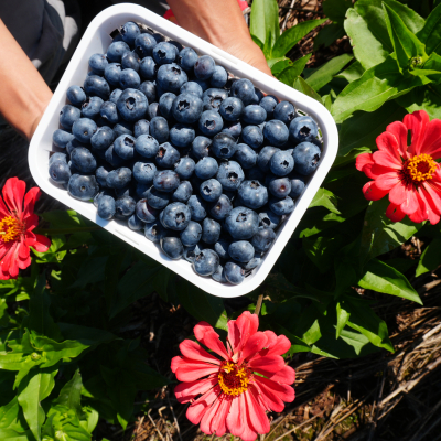 Basket of Blueberries & Flowers 
