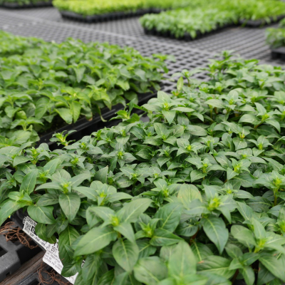 Plants in our greenhouse 