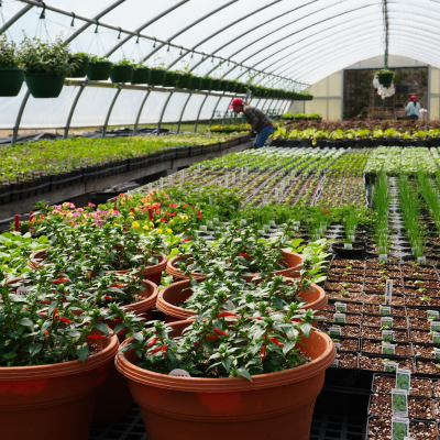 Plants growing in our greenhouses 