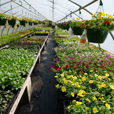 Plants growing in our greenhouse 