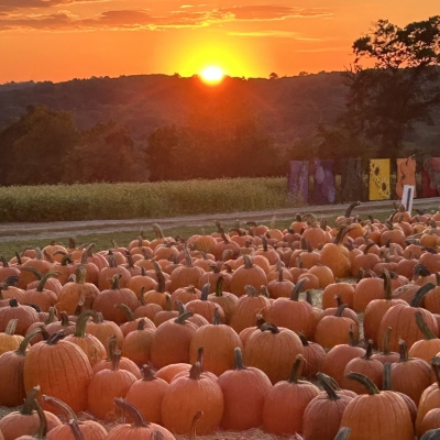 Sunset over the field of pumpkins