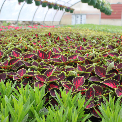 Plants growing in our greenhouse 