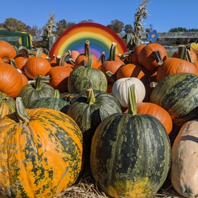 Colorful squash and pumpkins against rainbow 