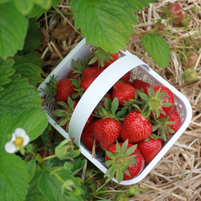 Basket of strawberries 