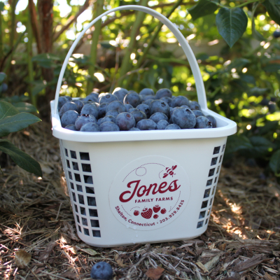 Blueberry Basket in Field