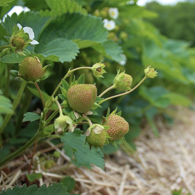 Green ripening strawberries
