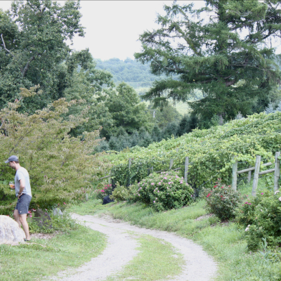 Educational Vineyard at Jones Winery
