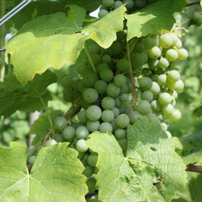 Grape Clusters in Educational Vineyard