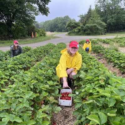 staff harvesting berries