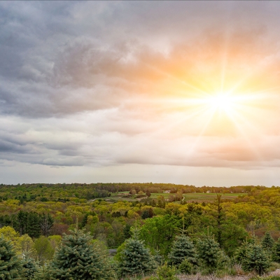 Spring Trees Sunshine, Photo: Lisa Nichols