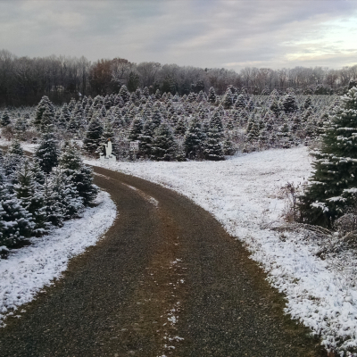 Farm road through the Christmas trees in the snow
