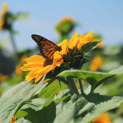 butterfly on fall sunflower