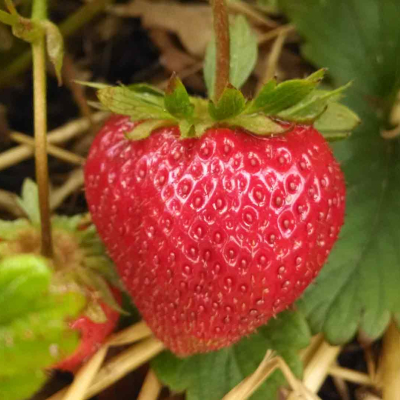 strawberry on a vine