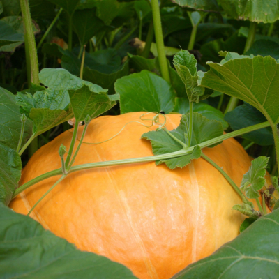 Giant Pumpkin in Field