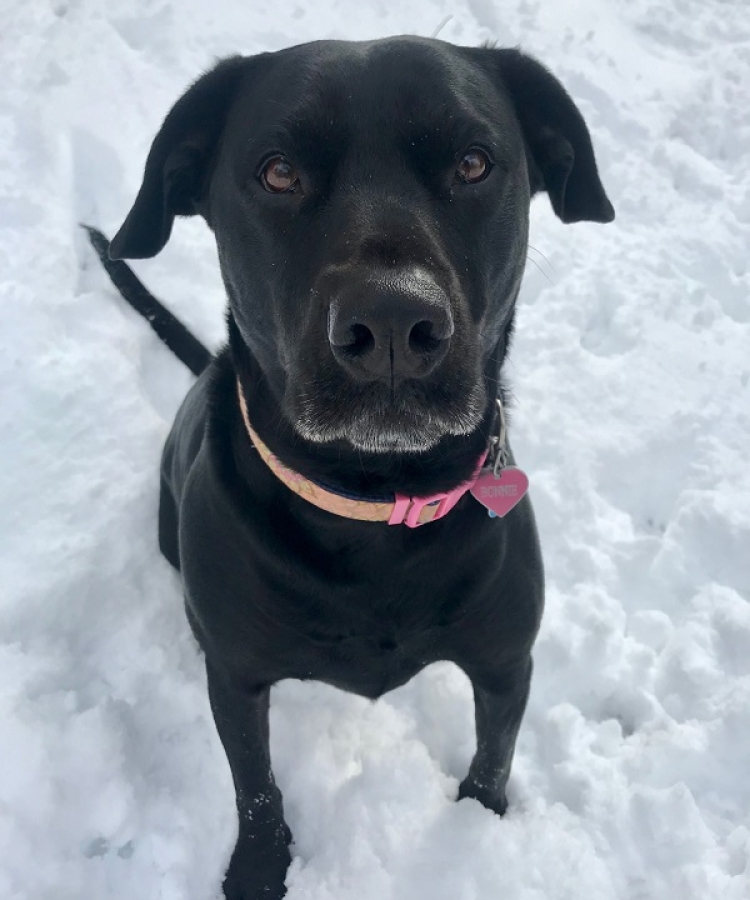 Farm Dog: Bonnie in the snow