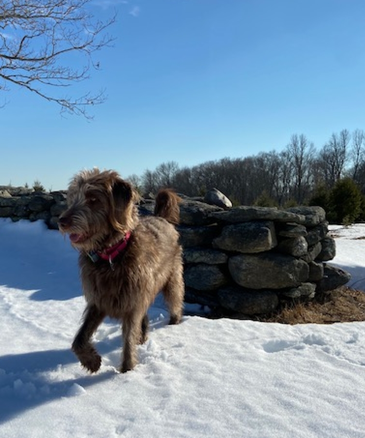 Farm Dog: Sherlock