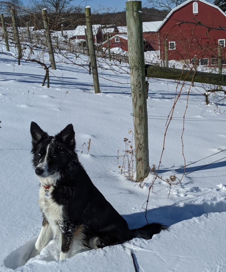 Farm Dog: Skye