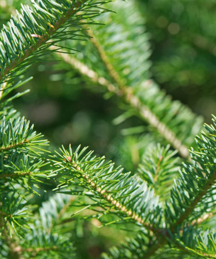 Balsam Fir needles