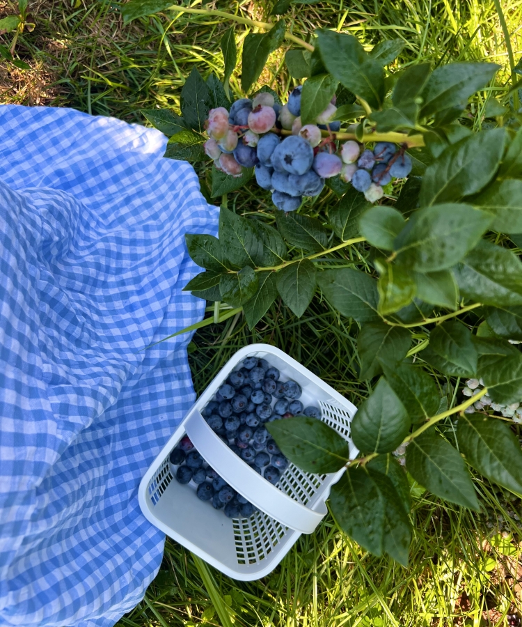 basket of blueberries with a blue checkered cloth