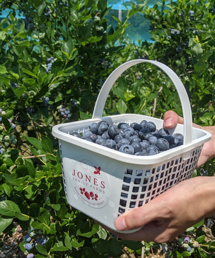 JFF basket of blueberries