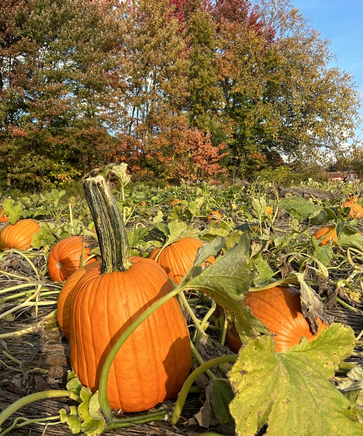 large Fall Pumpkins in a patch just before harvest