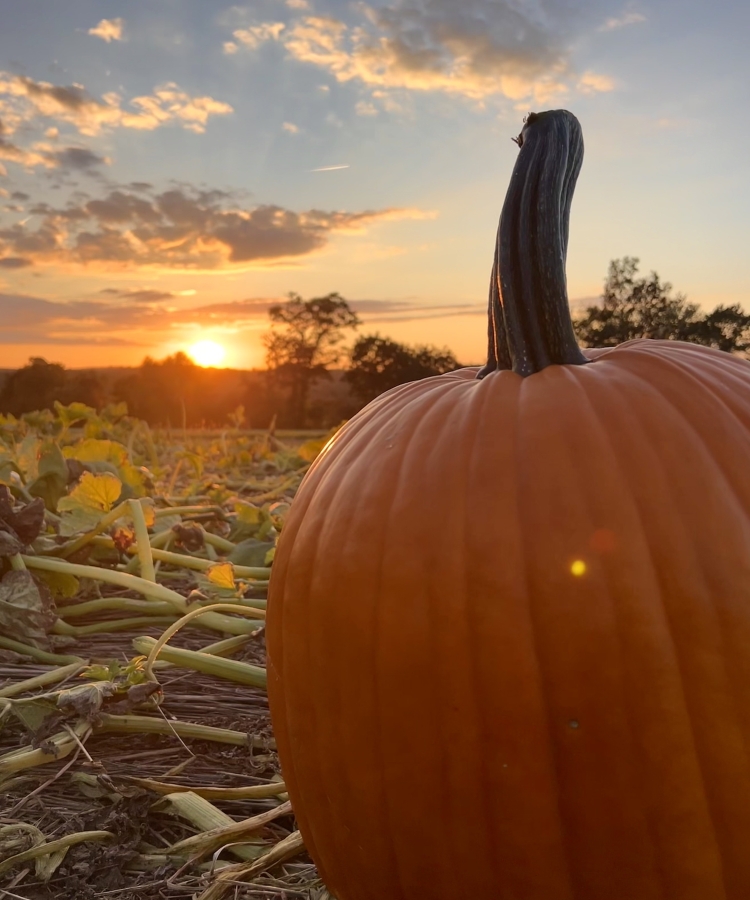 pumpkin in the field at sunset