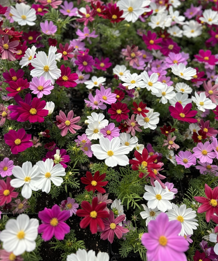 pink, white, red flowers in the nursery