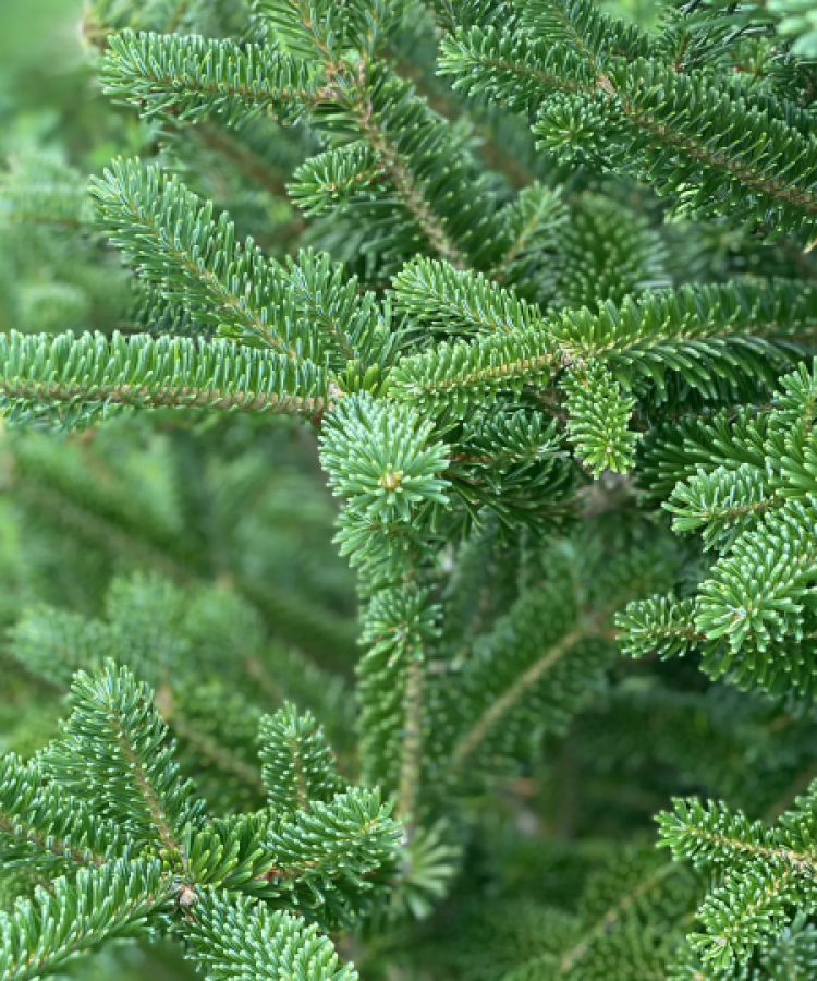 Fraser Fir needles