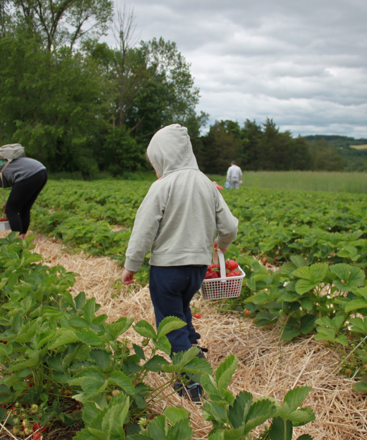 Child holding basket in the field 