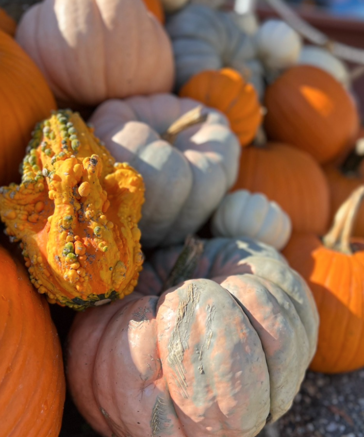 Jones-grown pumpkins and gourds