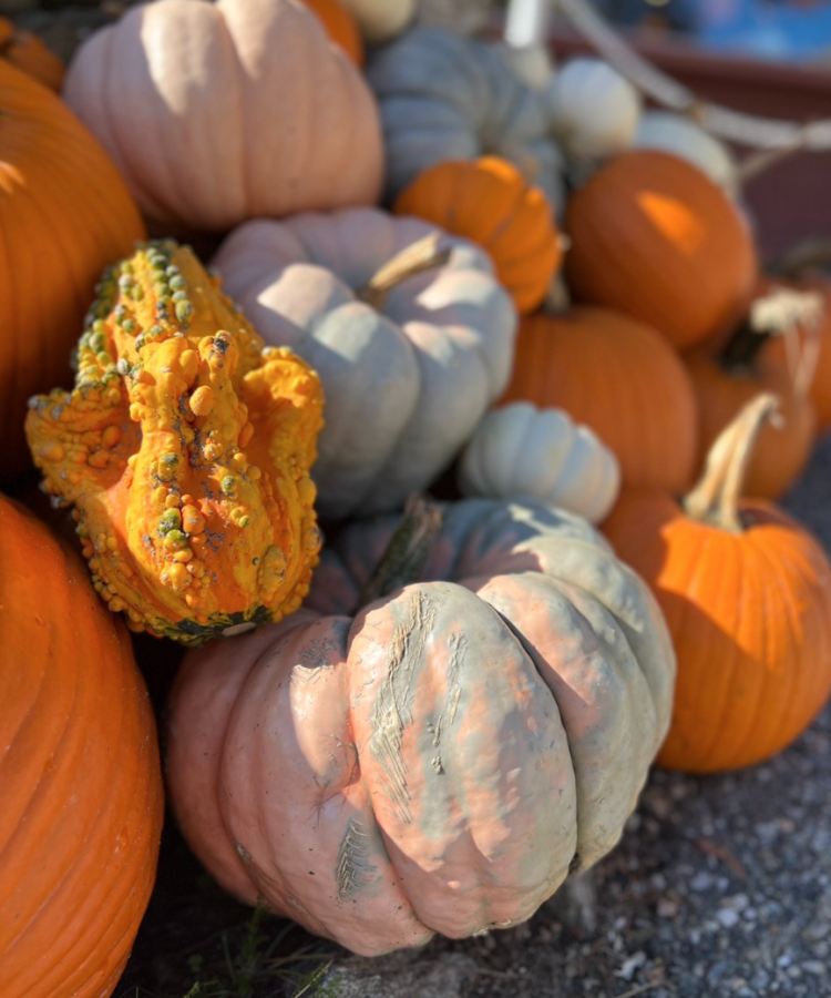 Jones-Grown Pumpkins