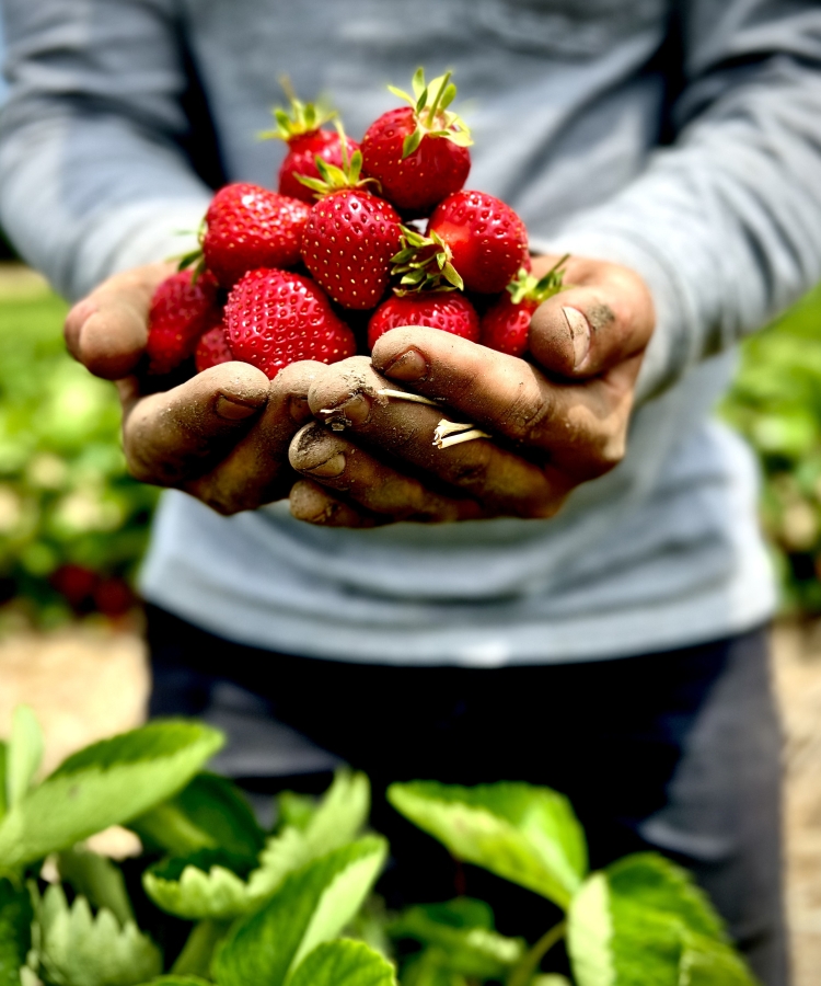 Two hands full of Strawberries