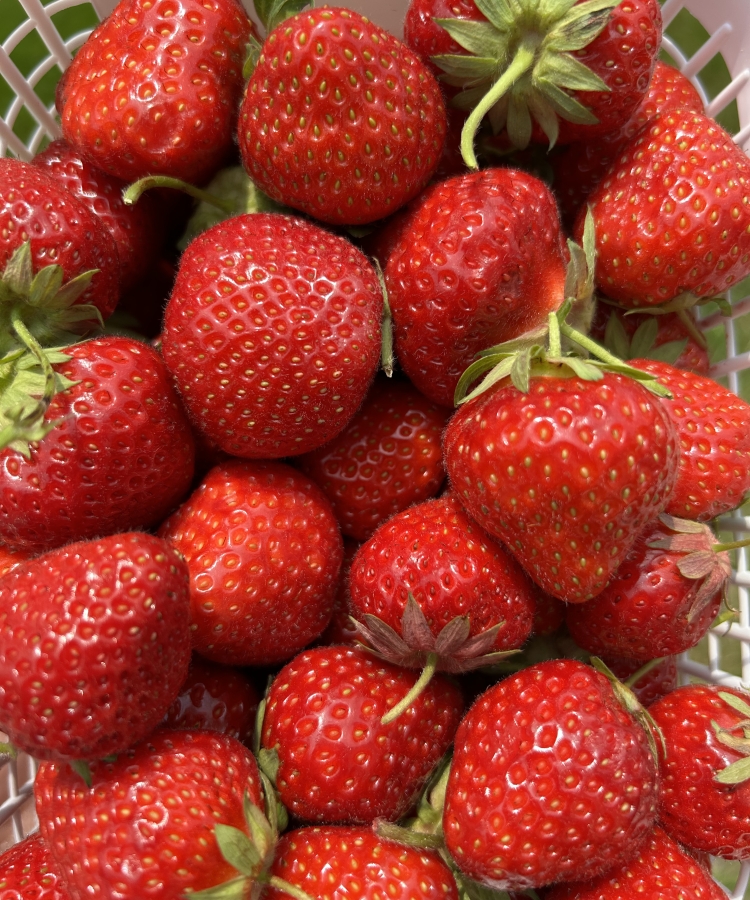 basket of strawberries in the bright summer sun