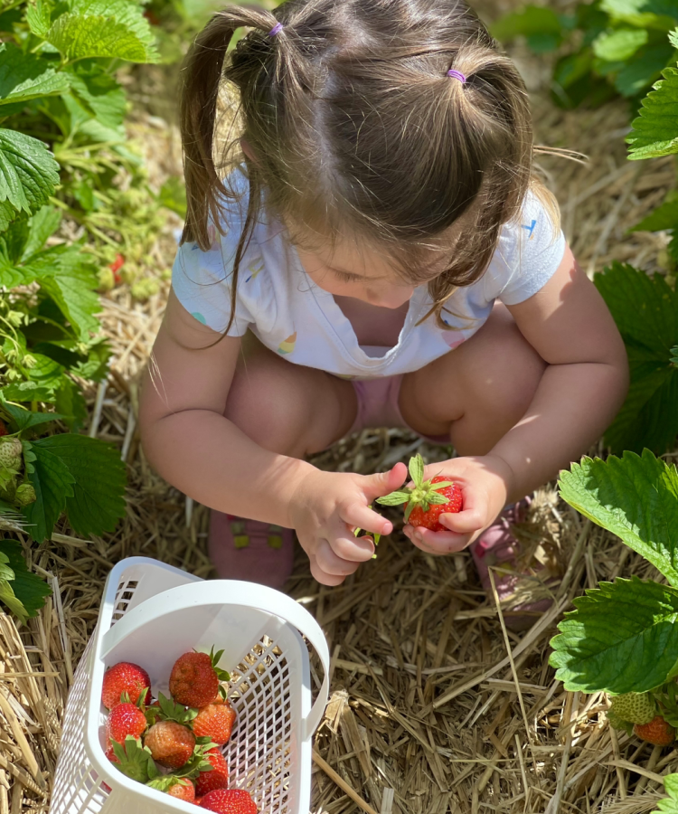 young girl picking strawberries placing into basket